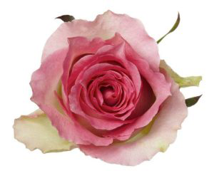 MALIBU Bicolor Rose 60