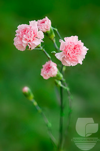 Mini Carnations Light Pink - Select