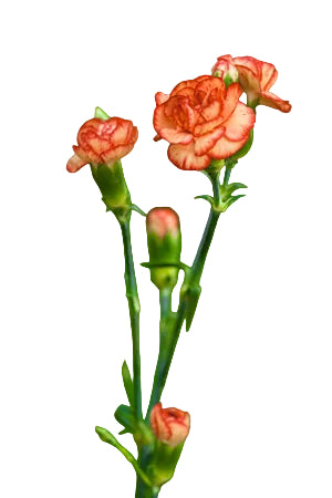 Mini Carnations Orange - Select