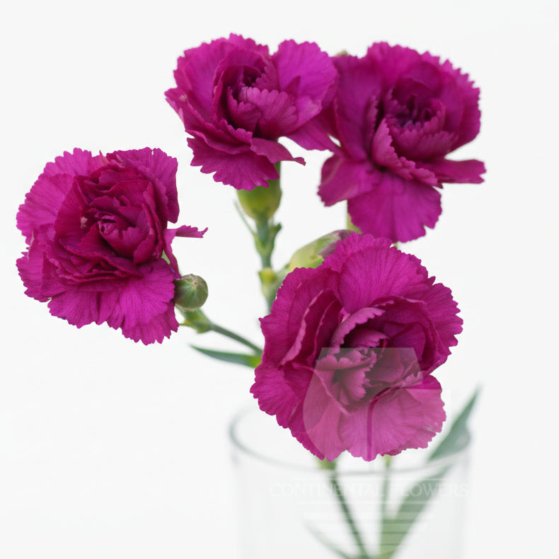 Mini Carnations Purple - Select