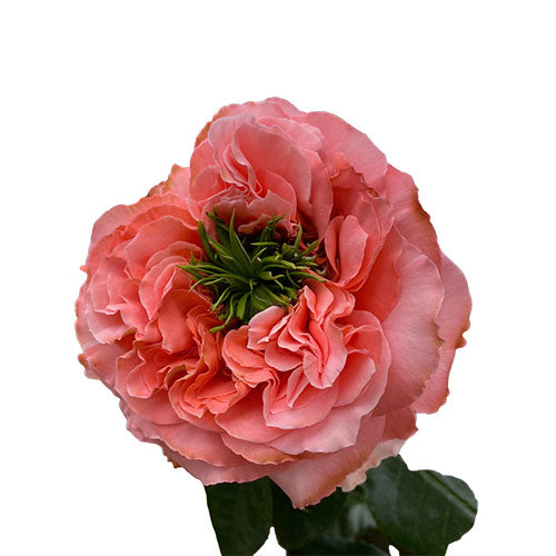 MANDARIN X-PRESSION Pink Rose 40