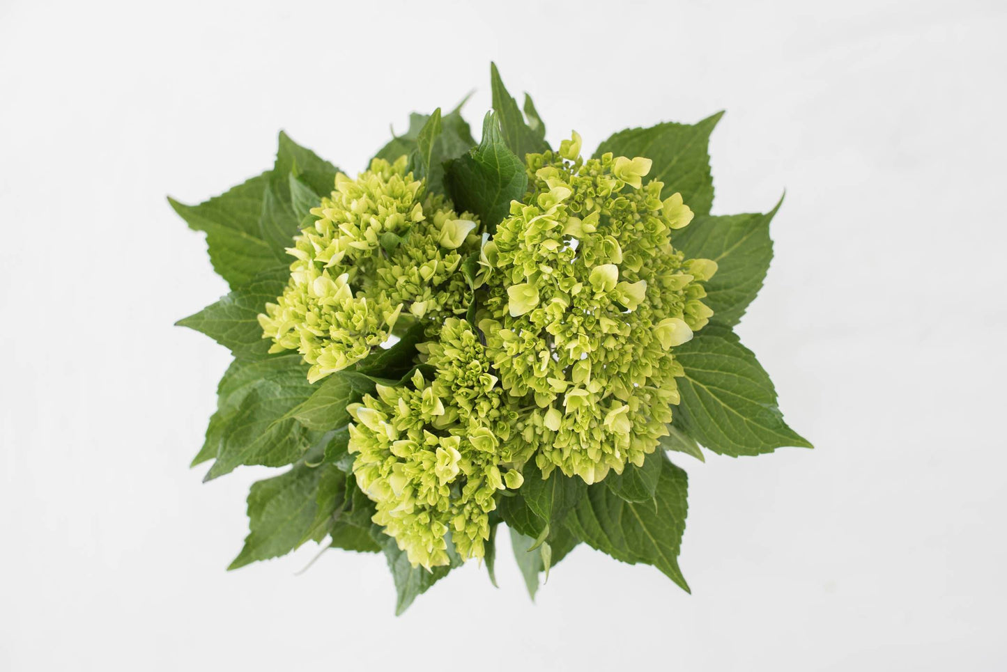 Hydrangea Mini Light Green 30ST EB