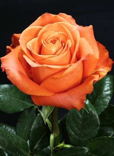 NEXUS Orange Rose 60