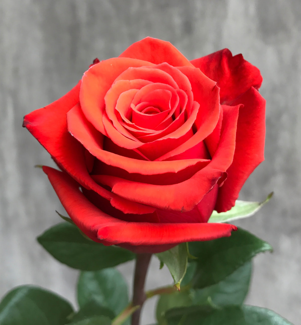 NINA Orange Rose 50