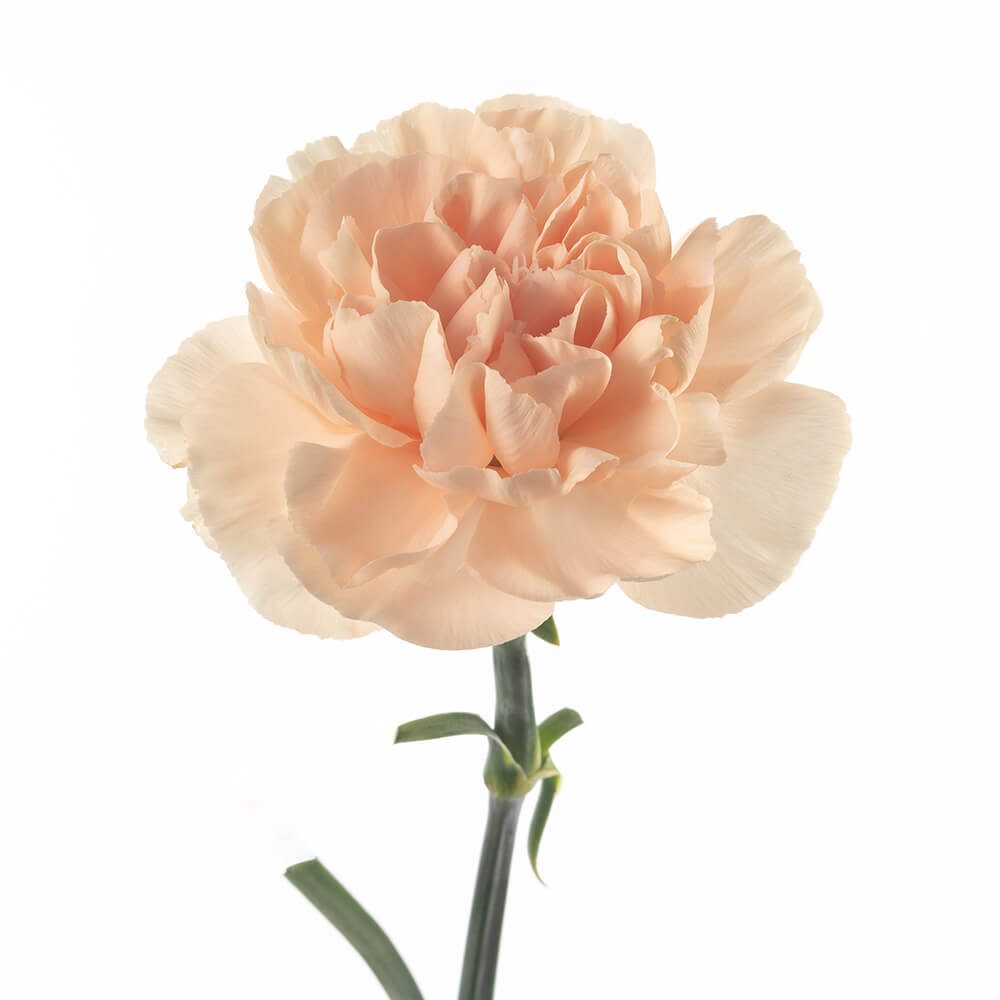 Novia-1-oqtw9qxu6mh4zld7lk2qjybh0h0th0w9pi9rwqla8g.jpg