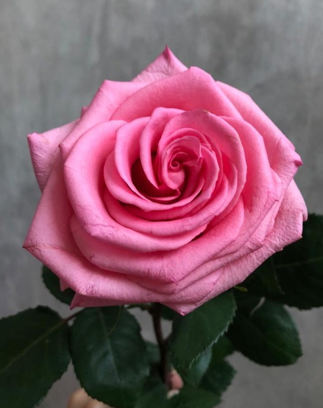 OPALA Pink Rose 50