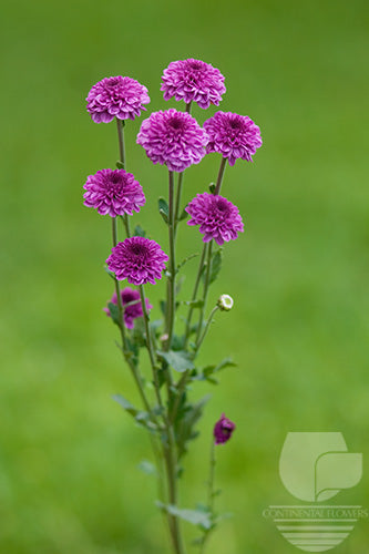 Pompoms Purple Delirock Buttons