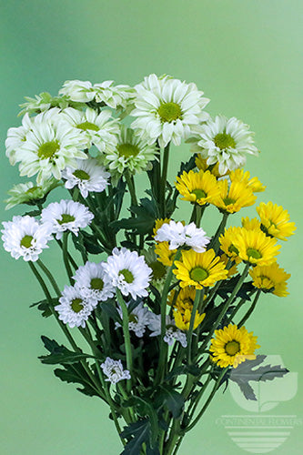 Pompoms Assorted Santini Mcp