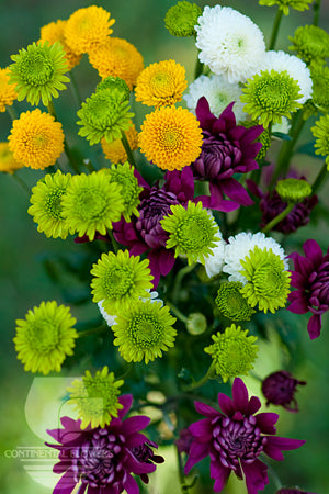 Pompoms Assorted - Novelty