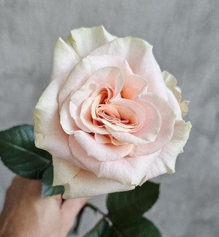 PHOENIX Peach Rose 50