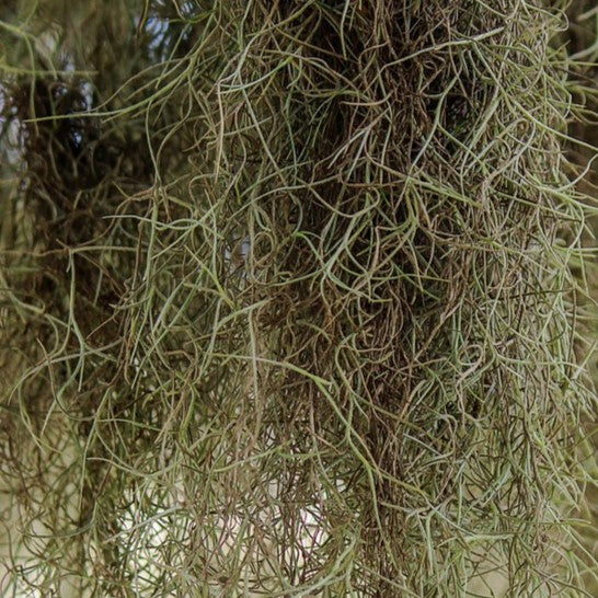 Spanish Moss