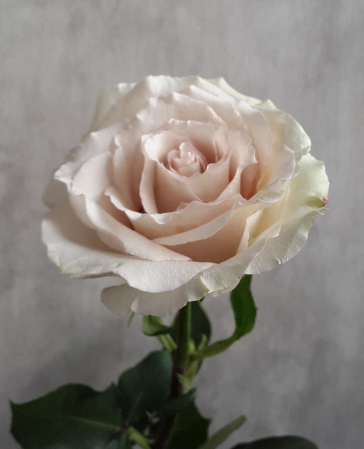 QUICKSAND Sand Rose 40
