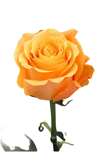 Roses Orange Aloha 50cm