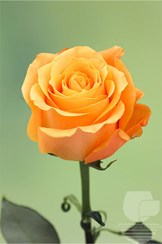 Roses Orange Aloha 60cm