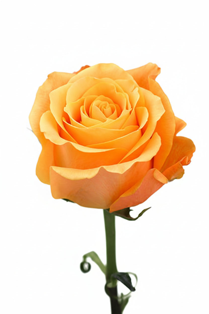 Roses Orange Aloha 60cm