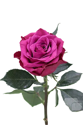 Roses Purple Ascot 50cm