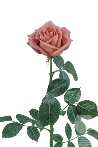 Roses Vintage Barista 50cm