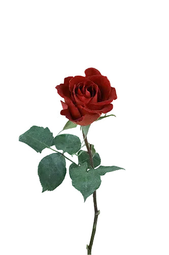 Roses Vintage Cafe Del Mar 40cm