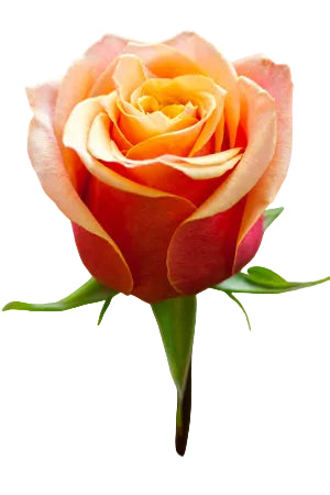 Roses Orange Bicolor Cherry Brandy 40cm