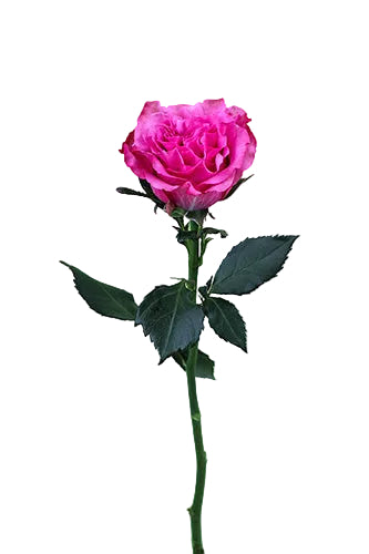 Roses Lavender Country Blues 50cm