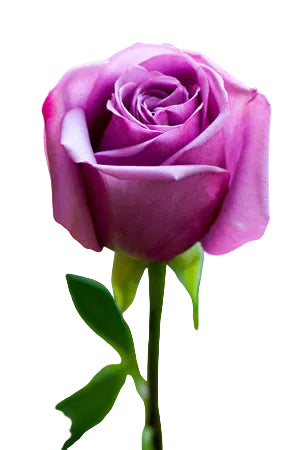 Roses Lavender Cool Water 50cm