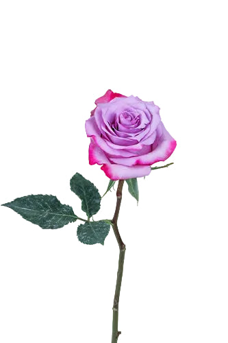 Roses Lavender Deep Purple 50cm