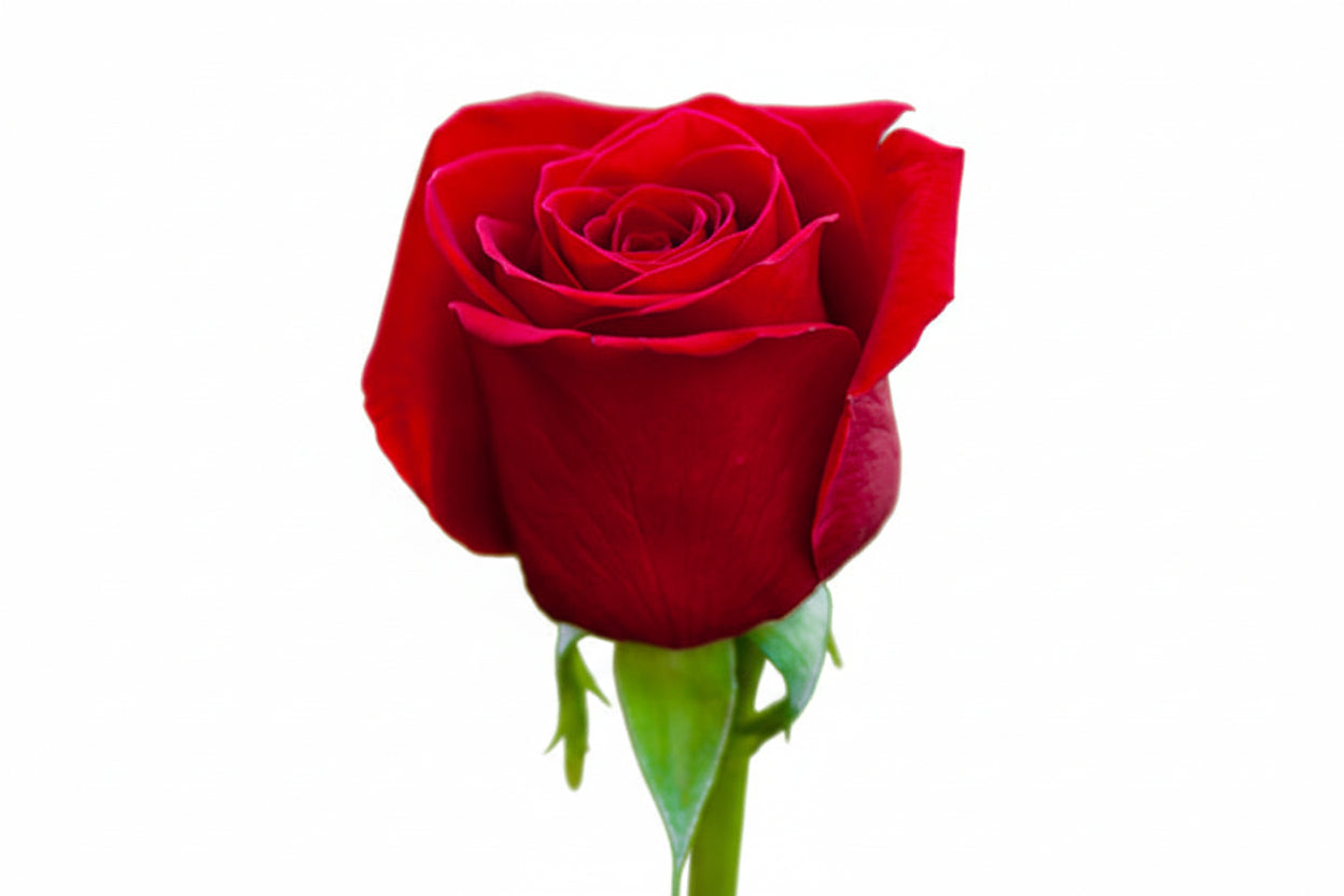 Roses Red Freedom 60cm