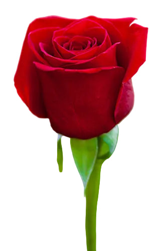 Roses Red Freedom 60-80cm