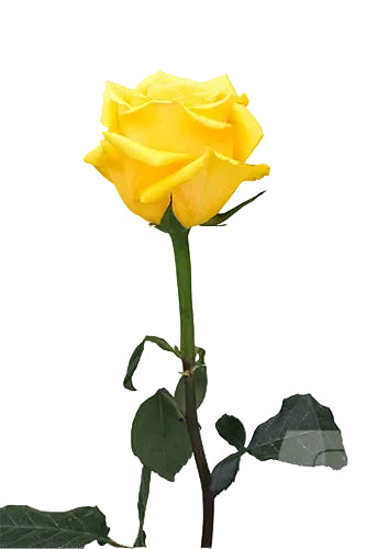 Roses Yellow Gold Finch 40cm