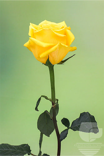 Roses Yellow Gold Finch 40cm