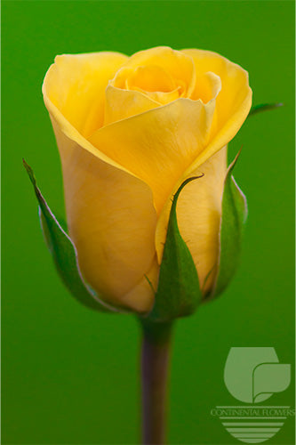 Roses Yellow Gold Strike 40cm