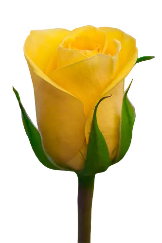 Roses Yellow Gold Strike 50cm