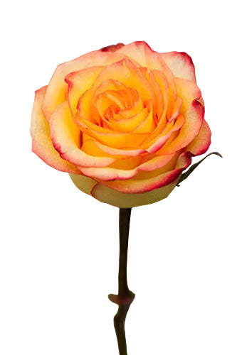 Roses Yellow Bicolor High And Magic 50cm