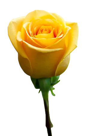 Roses Yellow Hummer 40cm