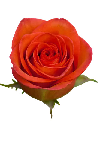 Roses Bicolor High And Orange Magic 40cm