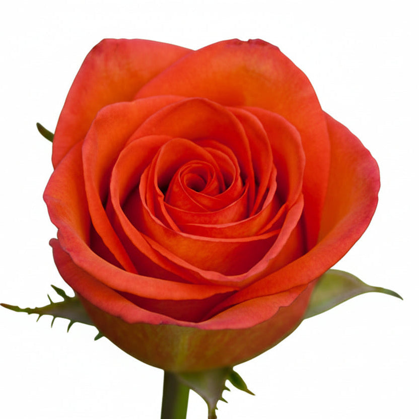 Roses Bicolor High And Orange Magic 50cm