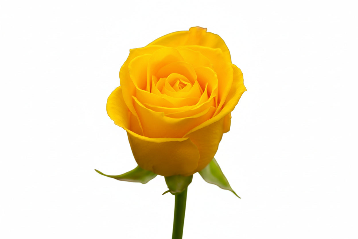 Roses Yellow Intense 40cm