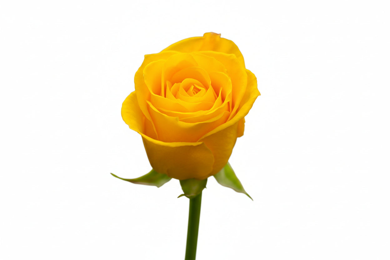 Roses Yellow Intense 50cm