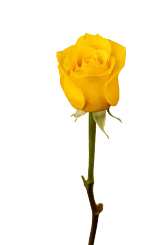 Roses Yellow Light House 50cm
