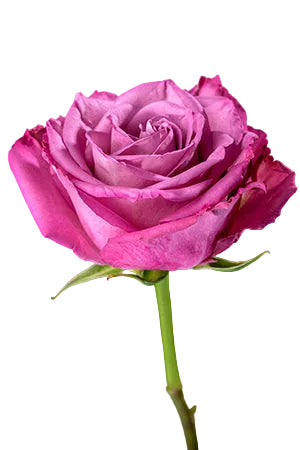 Roses Lavender Moody Blues 60cm