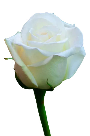 Roses White Mount Everest 40cm