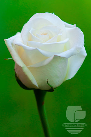 Roses White Mount Everest 50cm