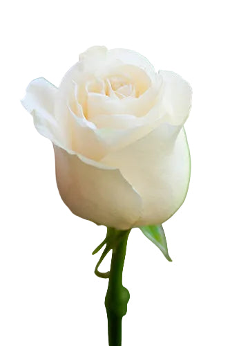 Roses White Mondial 50cm