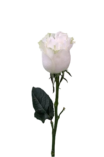 Roses White Moonstone 60cm