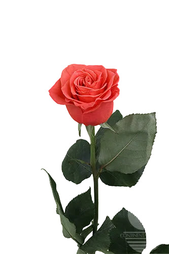Roses Orange Orange Crush 40cm