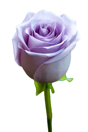 Roses Lavender Ocean Song 60cm