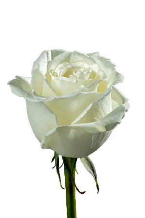 Roses White Playa Blanca 60cm