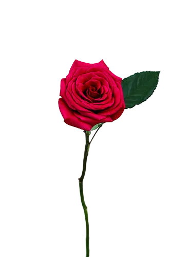 Roses Hot Pink Queen Berry 50cm