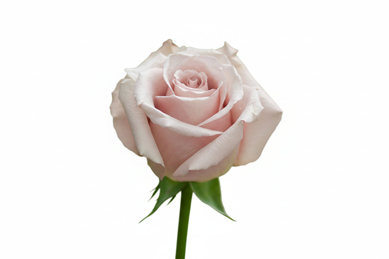 Roses Vintage Quick Sand 50cm