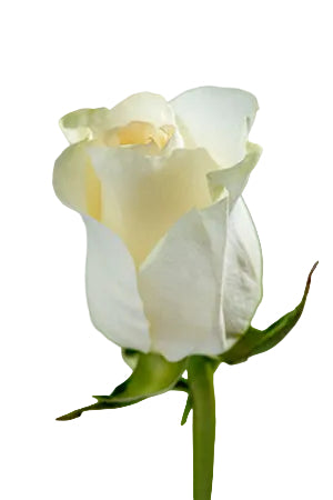 Roses White Sugar Doll 50cm